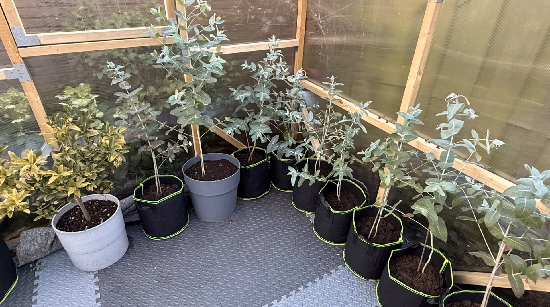 Eucalyptus en citrus in kweekzakken in de houten kas