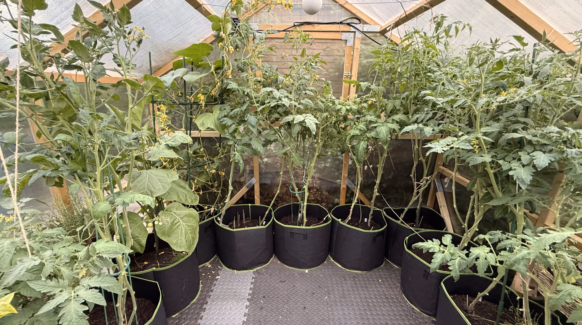 Tomaten en komkommer in kweekzakken tot aan de nok