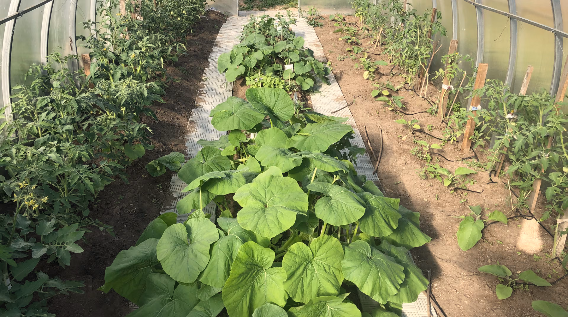 Tunnelkas met pompoenen in het midden en tomaten langs beide kanten
